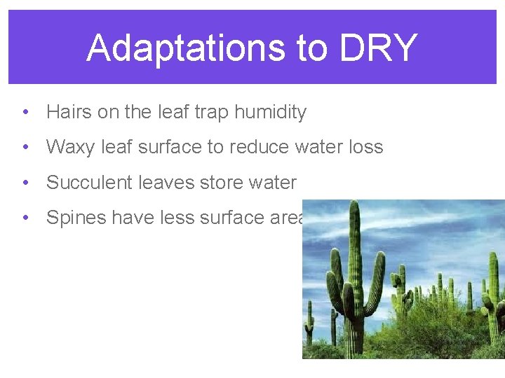 Adaptations to DRY • Hairs on the leaf trap humidity • Waxy leaf surface