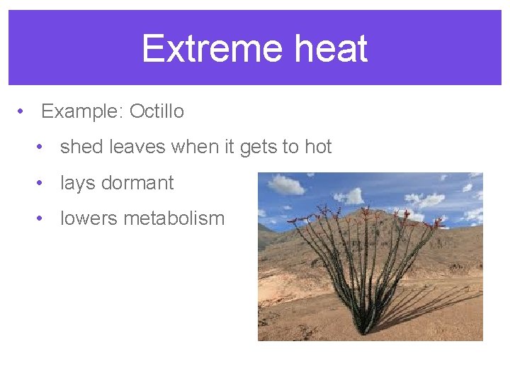 Extreme heat • Example: Octillo • shed leaves when it gets to hot •