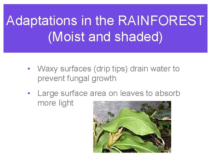 Adaptations in the RAINFOREST (Moist and shaded) • Waxy surfaces (drip tips) drain water