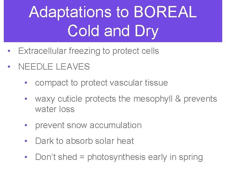 Adaptations to BOREAL Cold and Dry • Extracellular freezing to protect cells • NEEDLE
