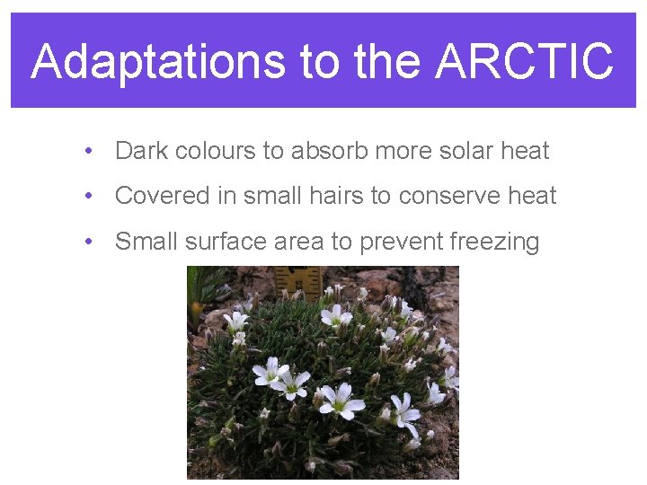 Adaptations to the ARCTIC • Dark colours to absorb more solar heat • Covered