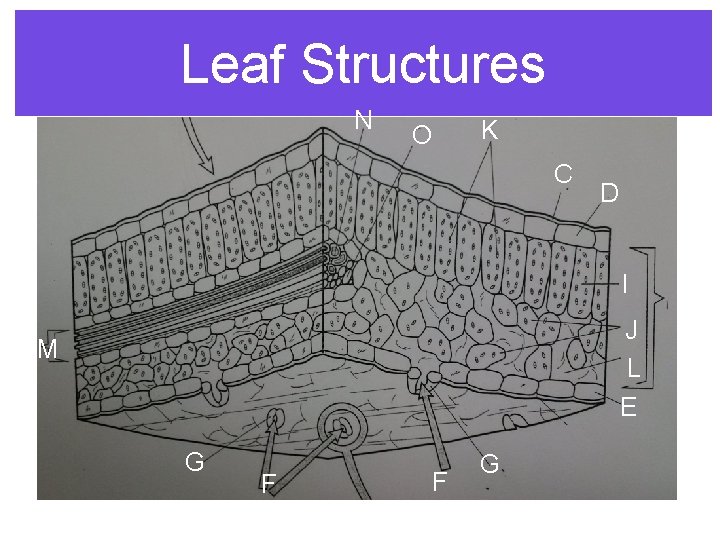 Leaf Structures N O K C D I J L E M G F