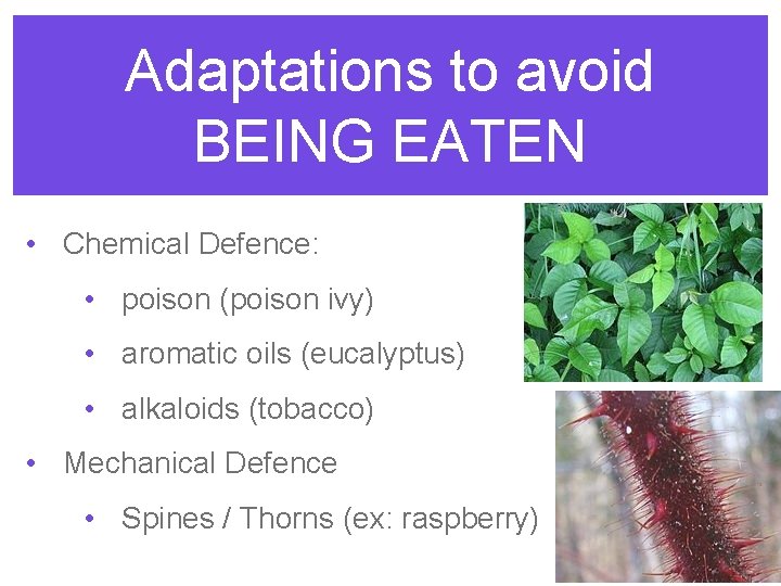 Adaptations to avoid BEING EATEN • Chemical Defence: • poison (poison ivy) • aromatic