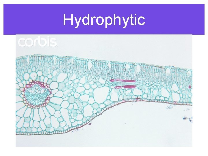 Hydrophytic 