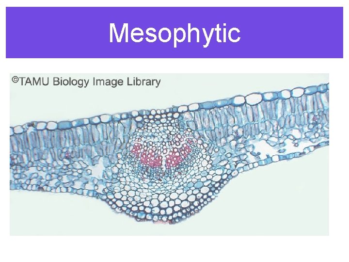 Mesophytic 