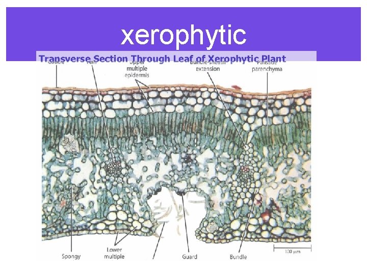 xerophytic 