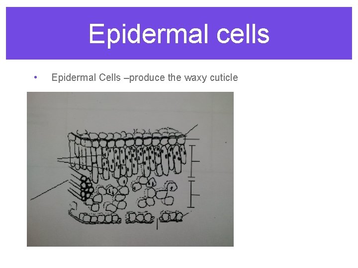 Epidermal cells • Epidermal Cells –produce the waxy cuticle 