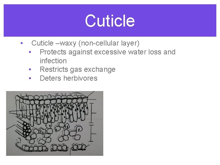 Cuticle • Cuticle –waxy (non-cellular layer) • Protects against excessive water loss and infection