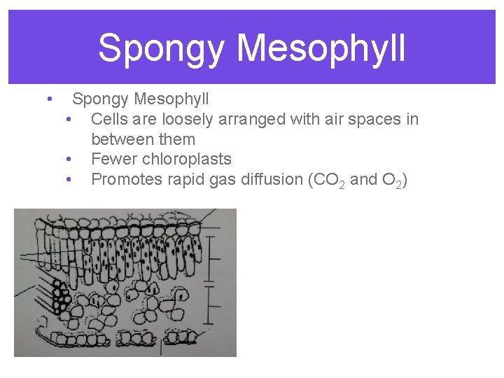 Spongy Mesophyll • Cells are loosely arranged with air spaces in between them •