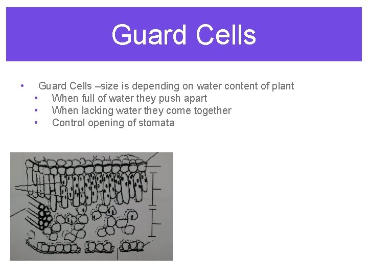 Guard Cells • Guard Cells –size is depending on water content of plant •