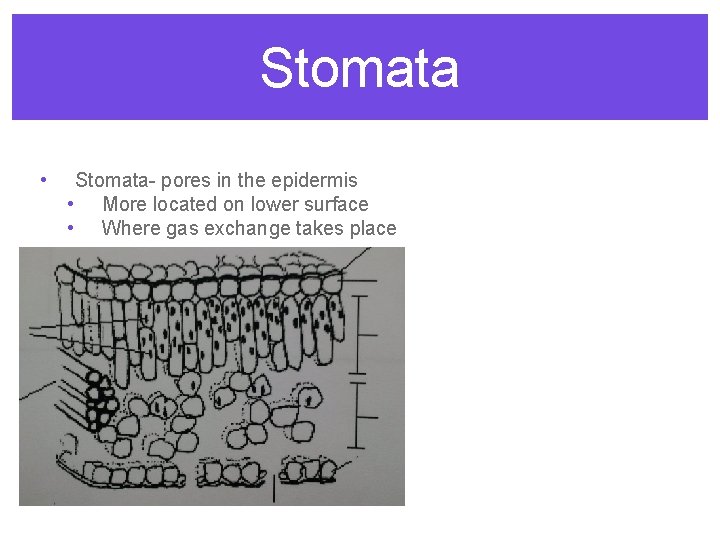 Stomata • Stomata- pores in the epidermis • More located on lower surface •