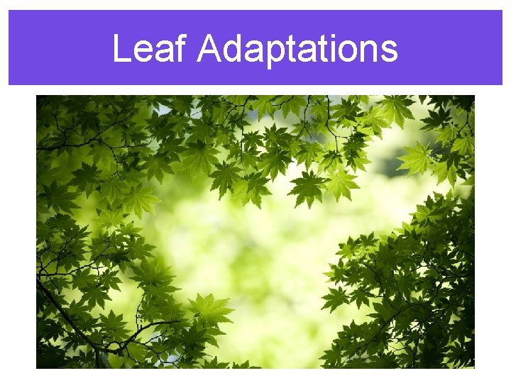 Leaf Adaptations 