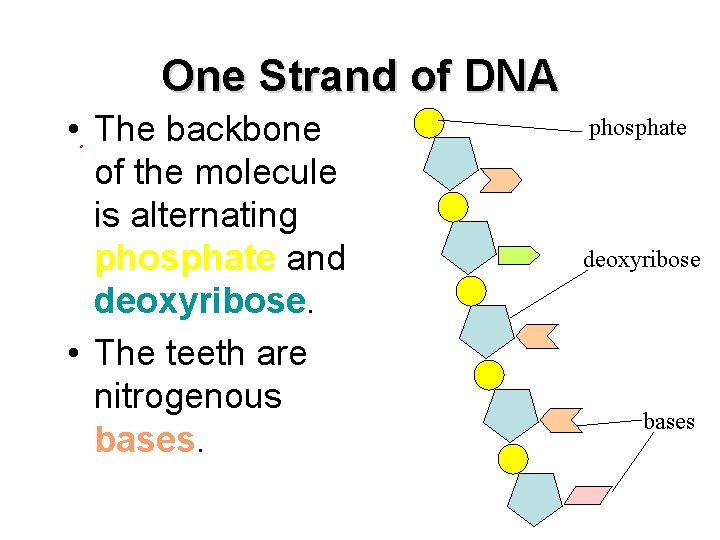 One Strand of DNA • The backbone of the molecule is alternating phosphate and