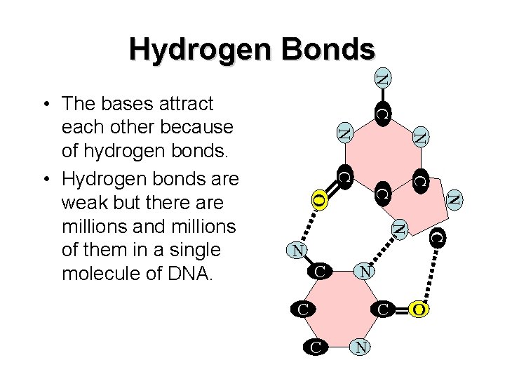 Hydrogen Bonds N C N N C C N C O C N •