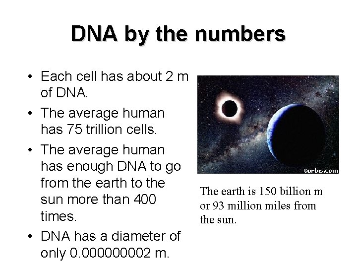 DNA by the numbers • Each cell has about 2 m of DNA. •