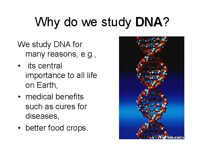 Why do we study DNA? DNA We study DNA for many reasons, e. g.