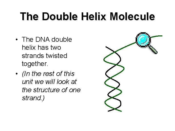 The Double Helix Molecule • The DNA double helix has two strands twisted together.