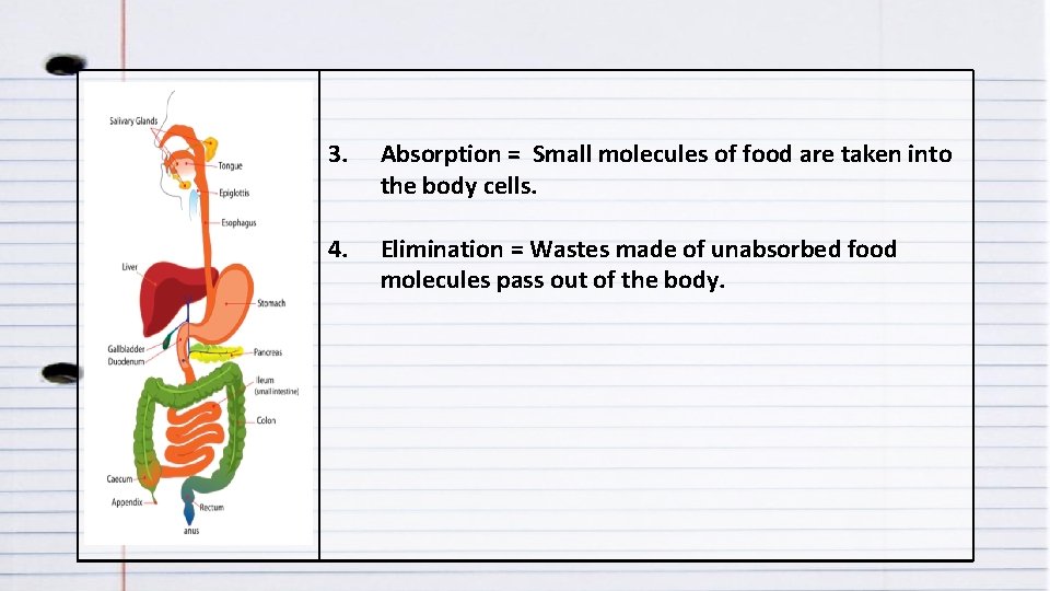 3. Absorption = Small molecules of food are taken into the body cells. 4.