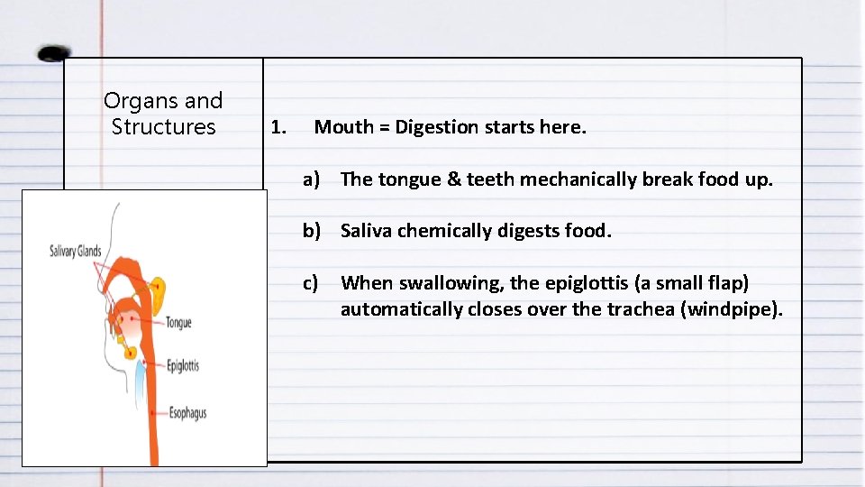 Organs and Structures 1. Mouth = Digestion starts here. a) The tongue & teeth