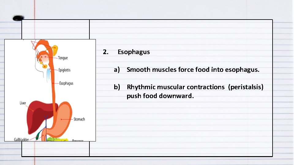 2. Esophagus a) Smooth muscles force food into esophagus. b) Rhythmic muscular contractions (peristalsis)