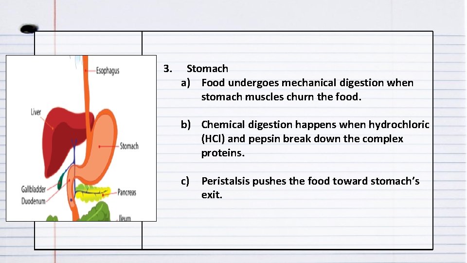 3. Stomach a) Food undergoes mechanical digestion when stomach muscles churn the food. b)