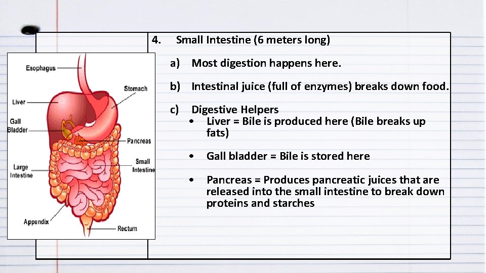 4. Small Intestine (6 meters long) a) Most digestion happens here. b) Intestinal juice