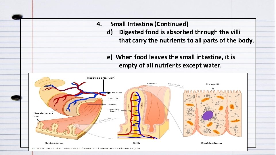 4. Small Intestine (Continued) d) Digested food is absorbed through the villi that carry