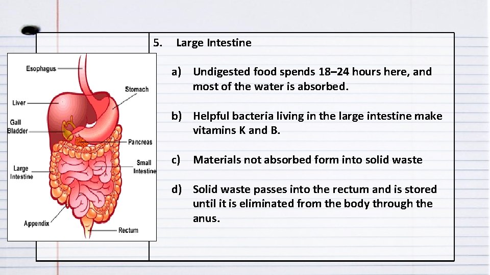 5. Large Intestine a) Undigested food spends 18– 24 hours here, and most of
