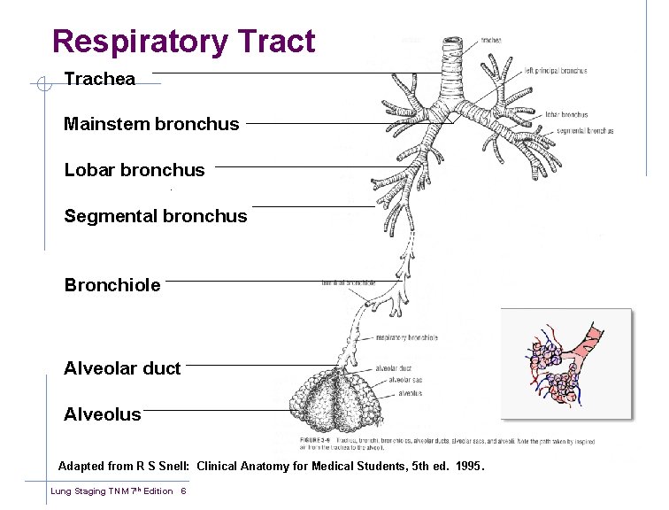 Respiratory Tract Trachea Mainstem bronchus Lobar bronchus Segmental bronchus Bronchiole Alveolar duct Alveolus Adapted