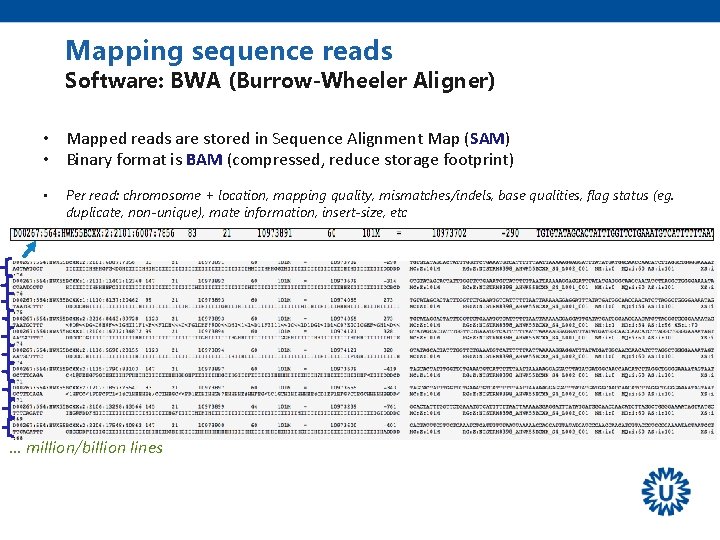 Mapping sequence reads Software: BWA (Burrow-Wheeler Aligner) • Mapped reads are stored in Sequence