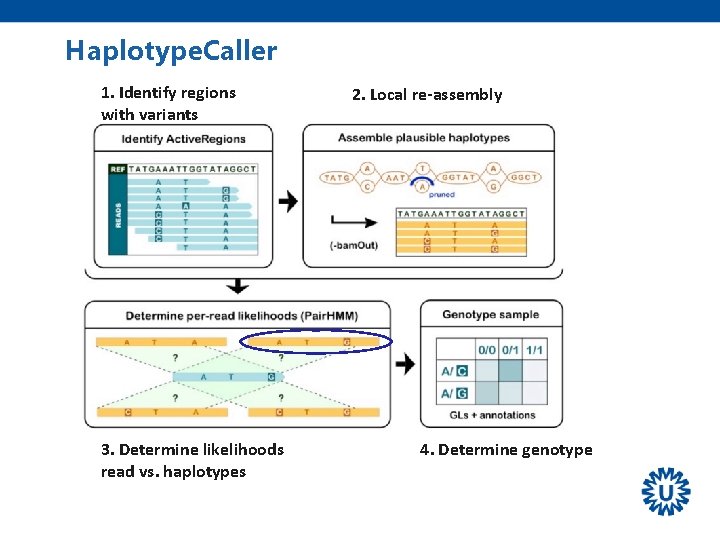 Haplotype. Caller 1. Identify regions with variants 3. Determine likelihoods read vs. haplotypes 2.