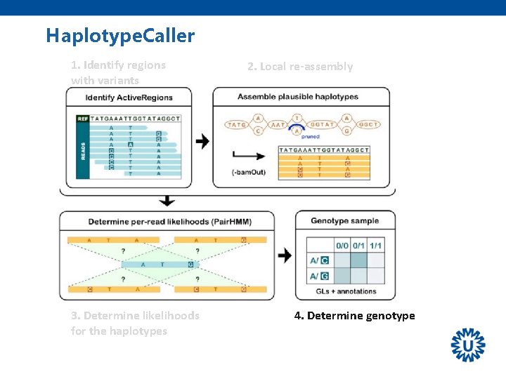 Haplotype. Caller 1. Identify regions with variants 3. Determine likelihoods for the haplotypes 2.