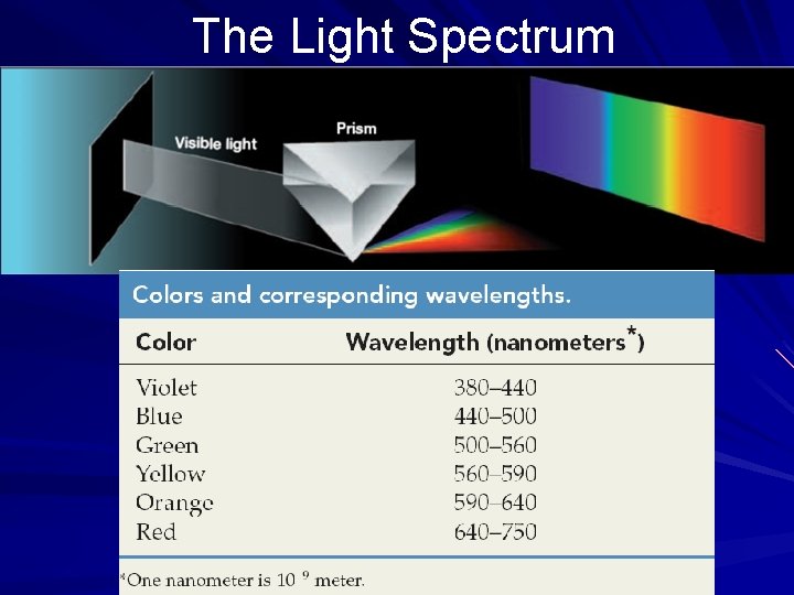 The Light Spectrum 