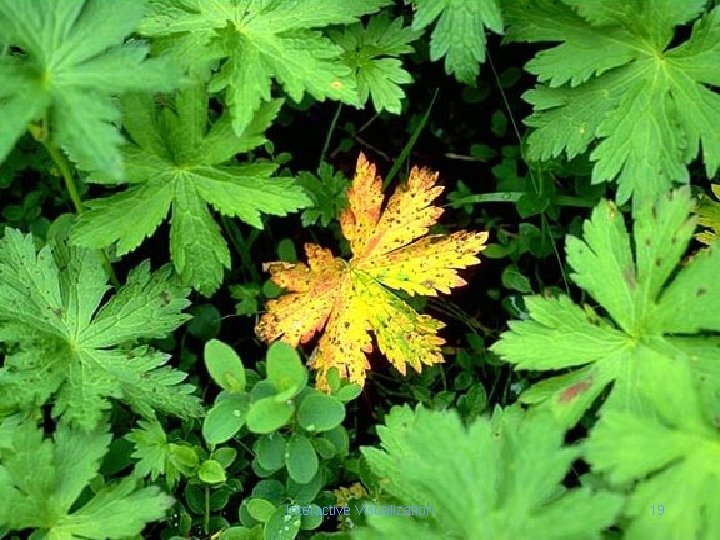 Interactive Visualization 19 