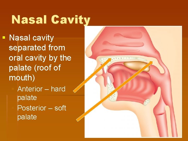 Nasal Cavity § Nasal cavity separated from oral cavity by the palate (roof of Nasal Cavity § Nasal cavity separated from oral cavity by the palate (roof of