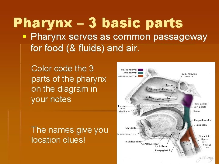 Pharynx – 3 basic parts § Pharynx serves as common passageway for food (& Pharynx – 3 basic parts § Pharynx serves as common passageway for food (&