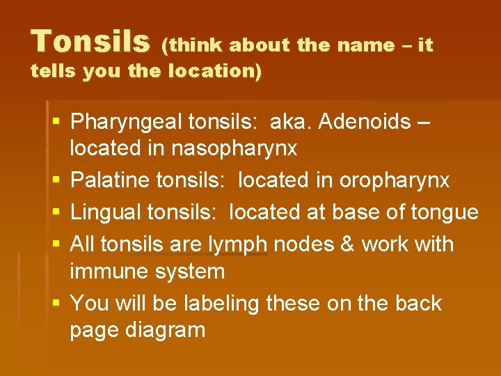 Tonsils (think about the name – it tells you the location) § Pharyngeal tonsils: Tonsils (think about the name – it tells you the location) § Pharyngeal tonsils: