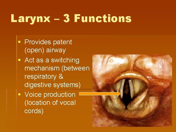 Larynx – 3 Functions § Provides patent (open) airway § Act as a switching Larynx – 3 Functions § Provides patent (open) airway § Act as a switching