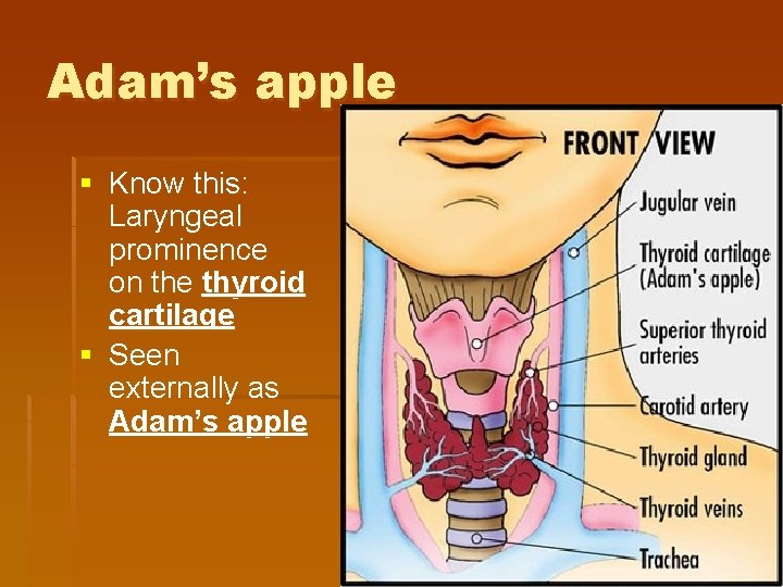 Adam’s apple § Know this: Laryngeal prominence on the thyroid cartilage § Seen externally Adam’s apple § Know this: Laryngeal prominence on the thyroid cartilage § Seen externally