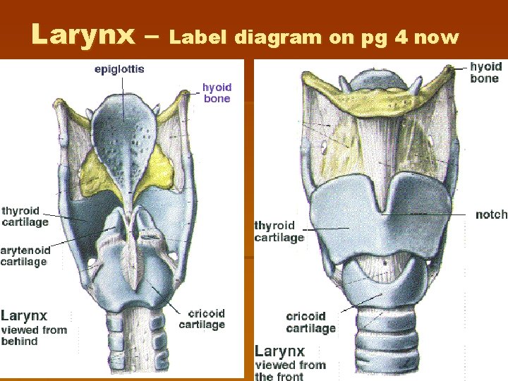 Larynx – Label diagram on pg 4 now Larynx – Label diagram on pg 4 now