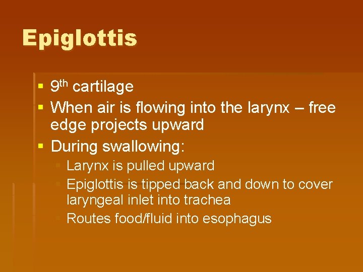 Epiglottis § 9 th cartilage § When air is flowing into the larynx – Epiglottis § 9 th cartilage § When air is flowing into the larynx –