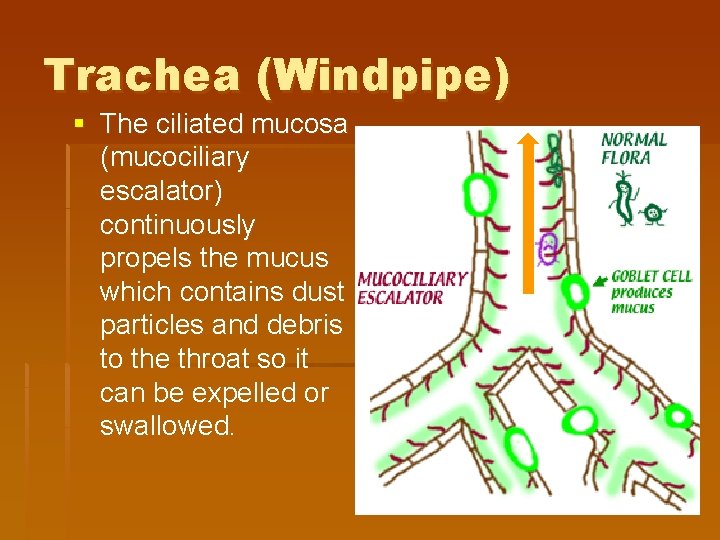 Trachea (Windpipe) § The ciliated mucosa (mucociliary escalator) continuously propels the mucus which contains Trachea (Windpipe) § The ciliated mucosa (mucociliary escalator) continuously propels the mucus which contains