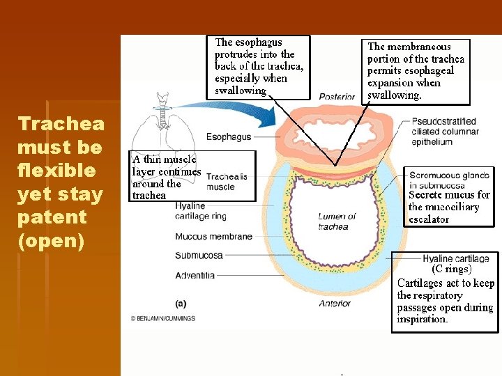 Trachea must be flexible yet stay patent (open) Trachea must be flexible yet stay patent (open)