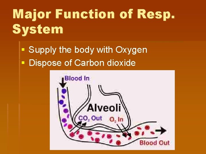 Major Function of Resp. System § Supply the body with Oxygen § Dispose of Major Function of Resp. System § Supply the body with Oxygen § Dispose of