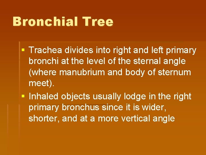 Bronchial Tree § Trachea divides into right and left primary bronchi at the level Bronchial Tree § Trachea divides into right and left primary bronchi at the level
