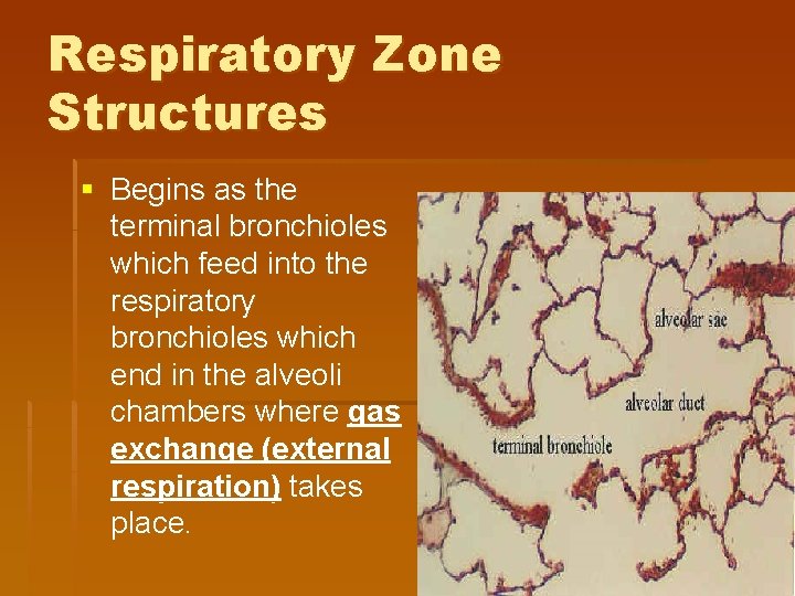 Respiratory Zone Structures § Begins as the terminal bronchioles which feed into the respiratory Respiratory Zone Structures § Begins as the terminal bronchioles which feed into the respiratory