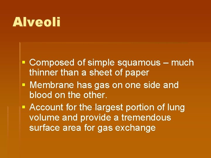Alveoli § Composed of simple squamous – much thinner than a sheet of paper Alveoli § Composed of simple squamous – much thinner than a sheet of paper