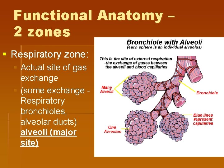 Functional Anatomy – 2 zones § Respiratory zone: § Actual site of gas exchange Functional Anatomy – 2 zones § Respiratory zone: § Actual site of gas exchange