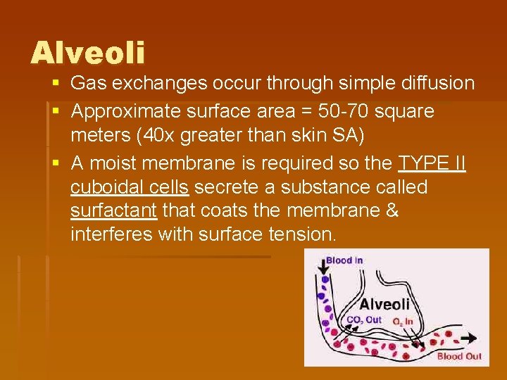 Alveoli § Gas exchanges occur through simple diffusion § Approximate surface area = 50 Alveoli § Gas exchanges occur through simple diffusion § Approximate surface area = 50