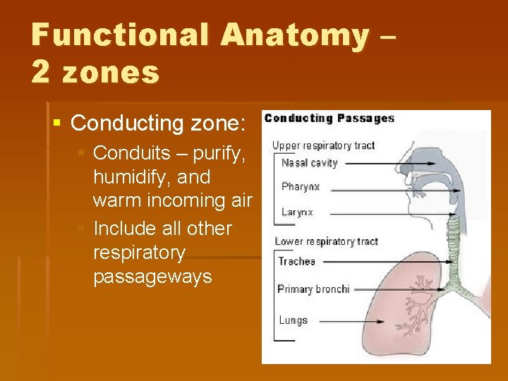 Functional Anatomy – 2 zones § Conducting zone: § Conduits – purify, humidify, and Functional Anatomy – 2 zones § Conducting zone: § Conduits – purify, humidify, and